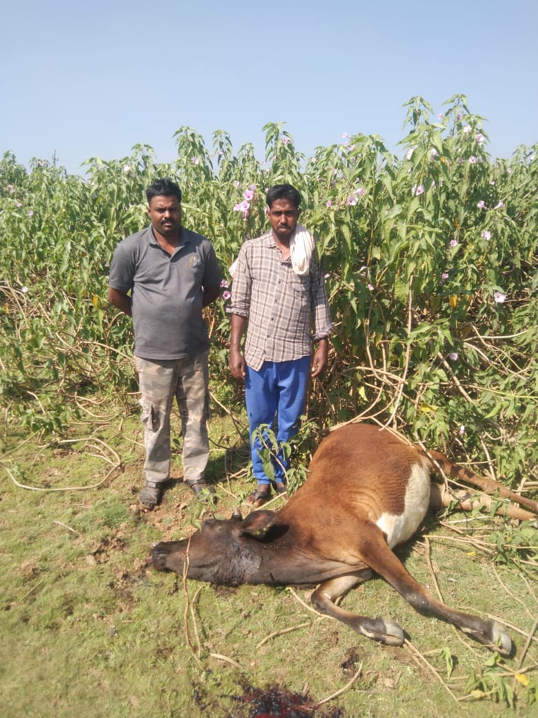 Livestock Compensation