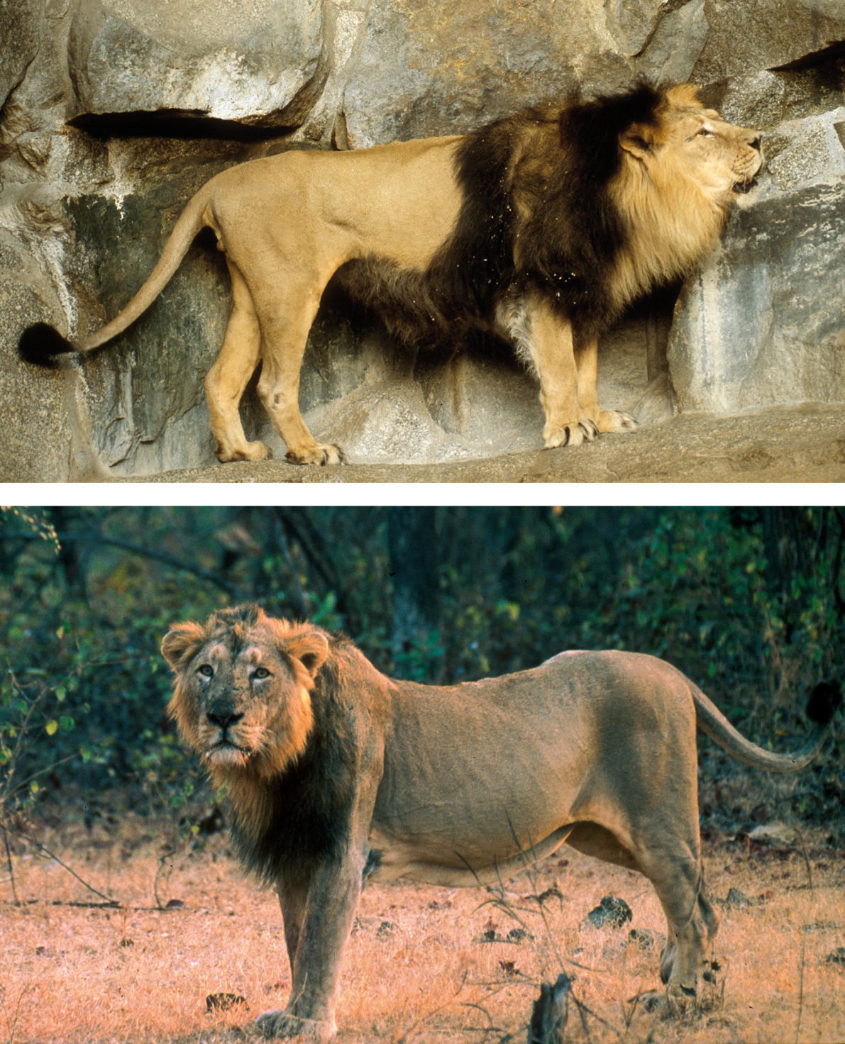 Reviving the Asiatic Lion and its Habitats of India