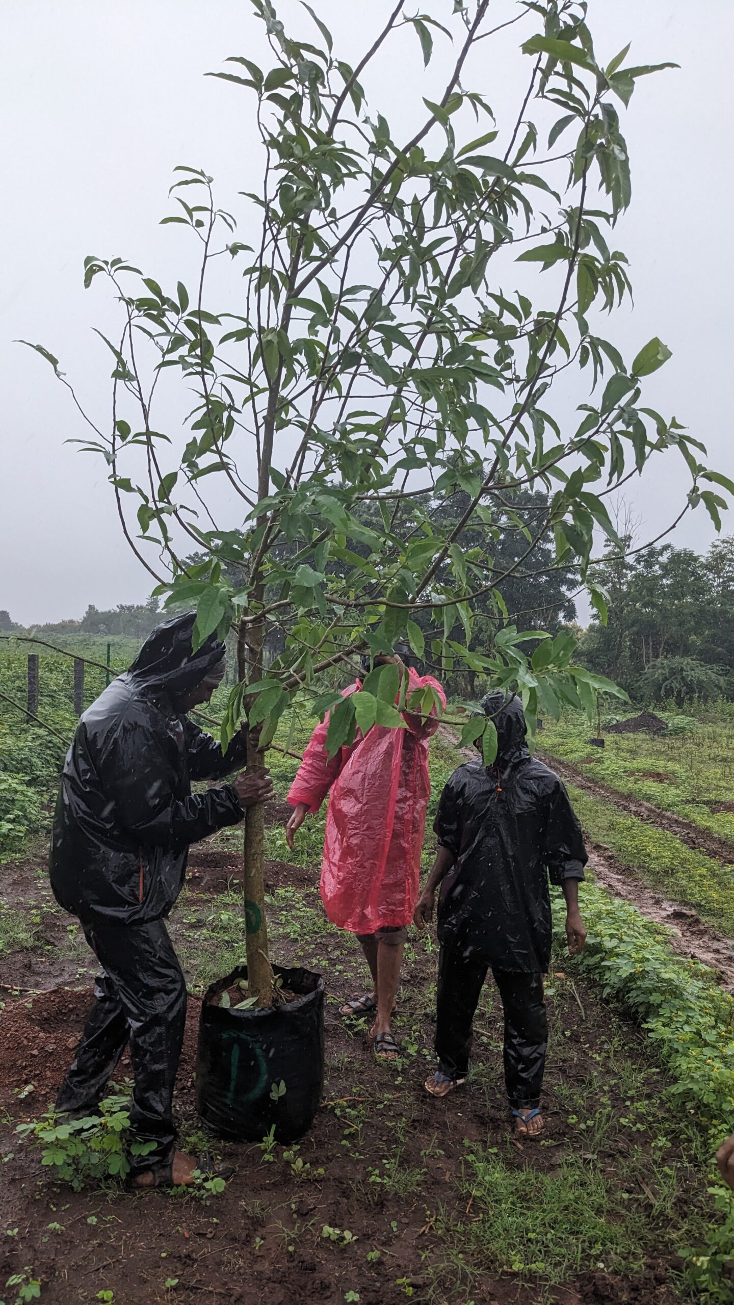 Tree Plantation Drive